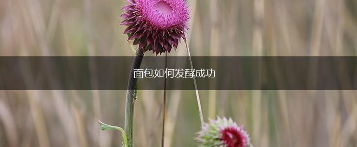 面包如何发酵成功,第1张