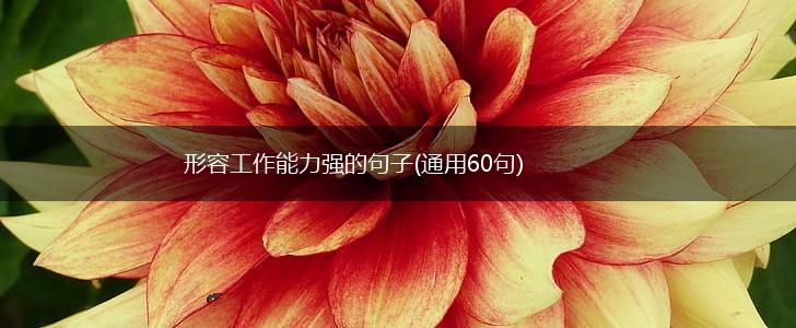 形容工作能力强的句子(通用60句),第1张