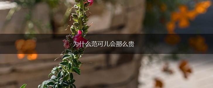 为什么范可儿会那么贵,第1张