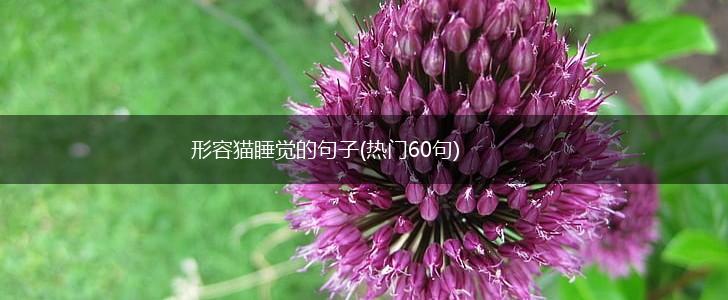 形容猫睡觉的句子(热门60句),第1张