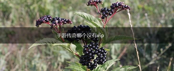 手游传奇哪个没有vip,第1张