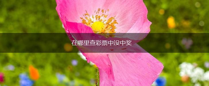 在哪里查彩票中没中奖,第1张