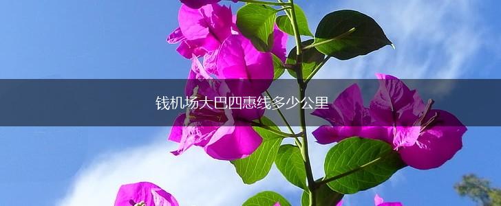 钱机场大巴四惠线多少公里,第1张