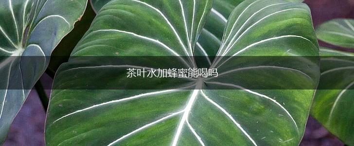 茶叶水加蜂蜜能喝吗,第1张