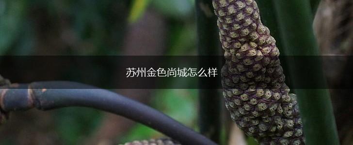 苏州金色尚城怎么样,第1张