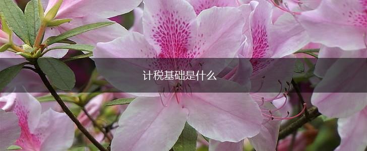 计税基础是什么,第1张