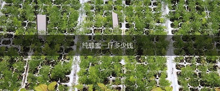 纯蜂蜜一斤多少钱,第1张