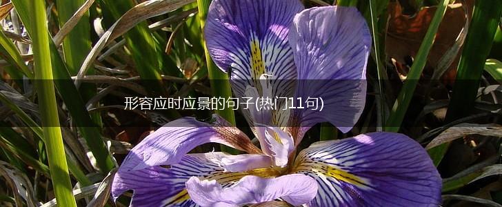 形容应时应景的句子(热门11句),第1张