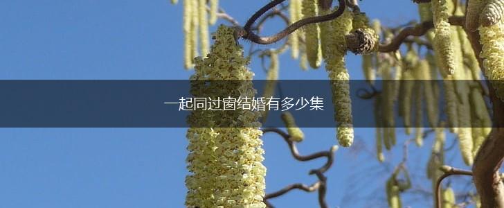 一起同过窗结婚有多少集,第1张