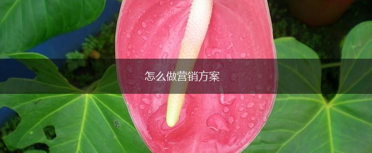 怎么做营销方案,第1张