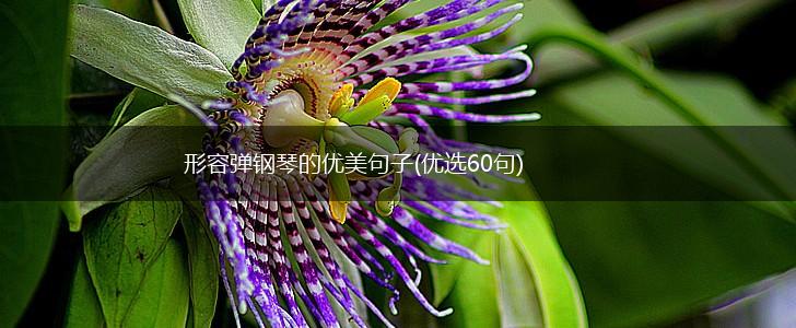 形容弹钢琴的优美句子(优选60句),第1张