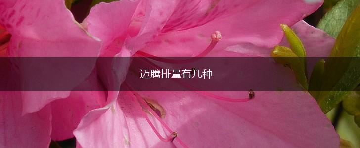 迈腾排量有几种,第1张