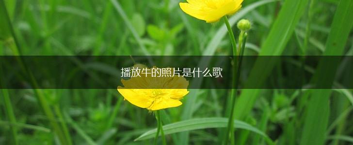 播放牛的照片是什么歌,第1张