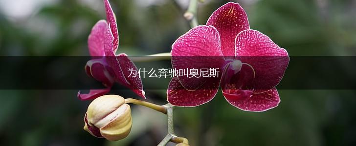 为什么奔驰叫奥尼斯,第1张
