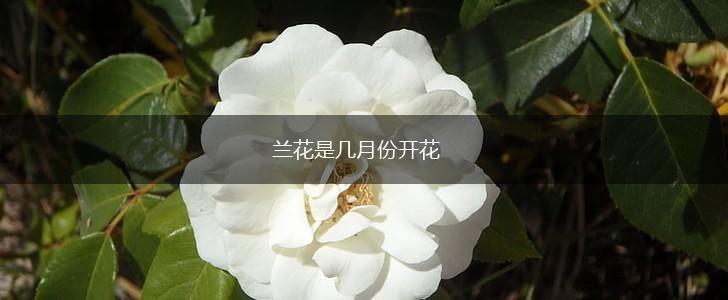兰花是几月份开花,第1张