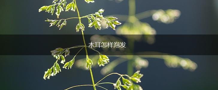 木耳怎样泡发,第1张