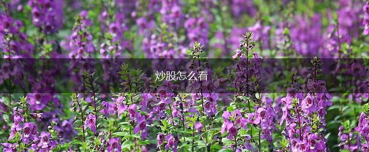 炒股怎么看,第1张