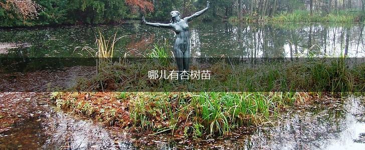哪儿有杏树苗,第1张