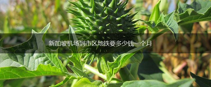 新加坡机场到市区地铁要多少钱一个月,第1张
