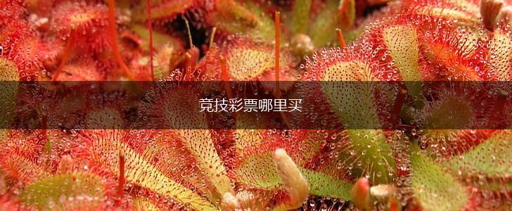 竞技彩票哪里买,第1张