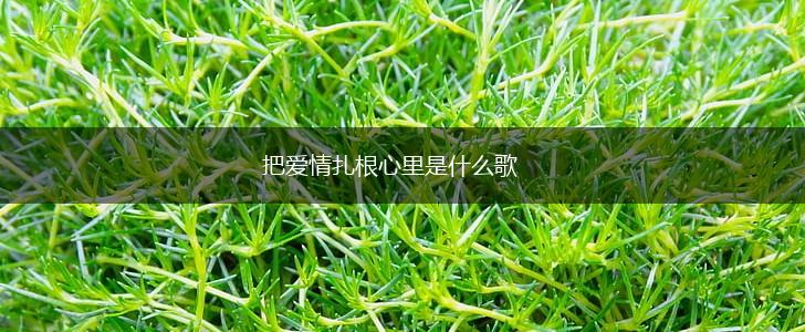 把爱情扎根心里是什么歌,第1张