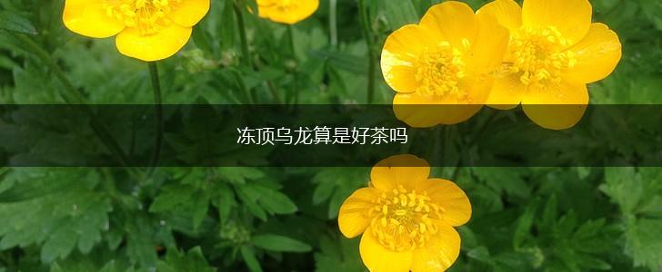 冻顶乌龙算是好茶吗,第1张