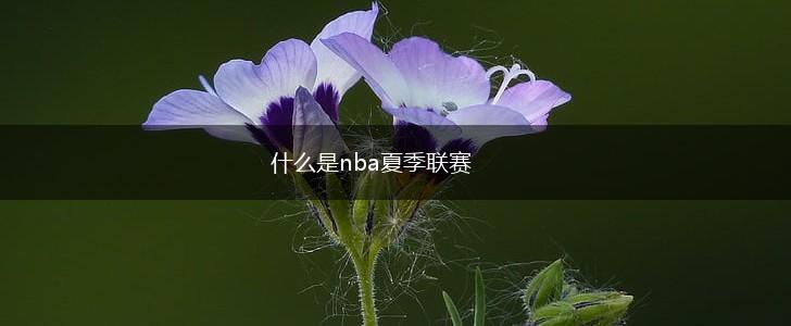 什么是nba夏季联赛,第1张