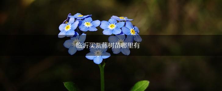 临沂买紫藤树苗哪里有,第1张
