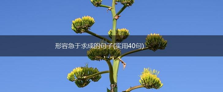 形容急于求成的句子(实用40句),第1张