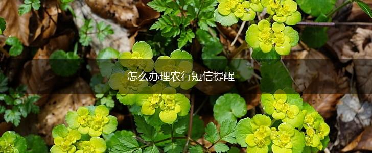 怎么办理农行短信提醒,第1张