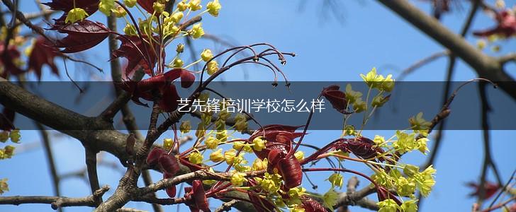 艺先锋培训学校怎么样,第1张