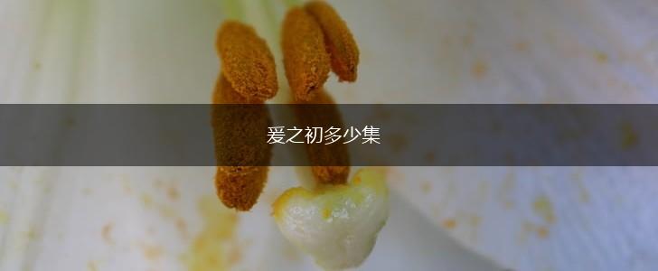 爰之初多少集,第1张