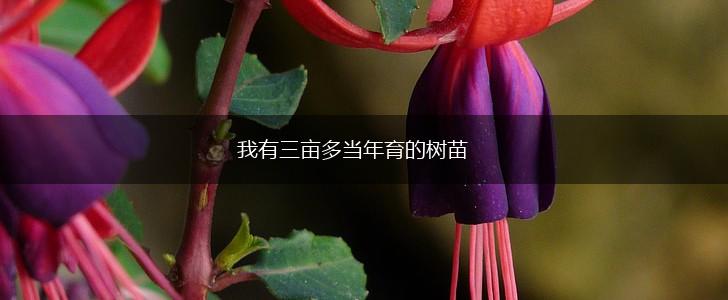 我有三亩多当年育的树苗,第1张