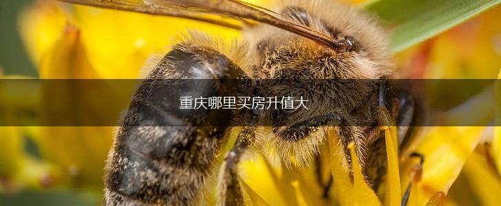 重庆哪里买房升值大,第1张