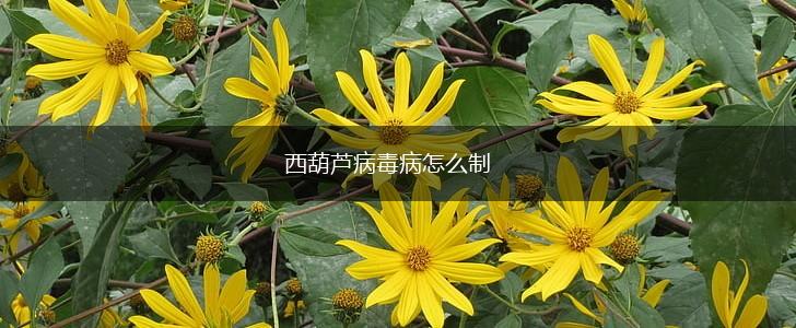 西葫芦病毒病怎么制,第1张