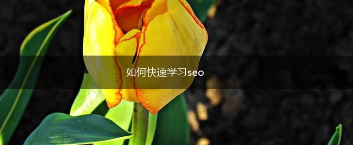 如何快速学习seo,第1张