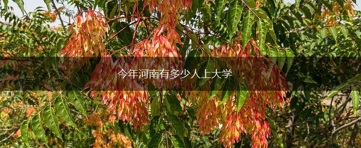 今年河南有多少人上大学,第1张