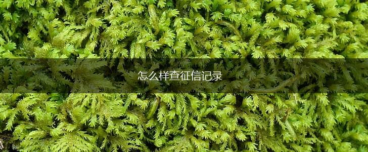 怎么样查征信记录,第1张