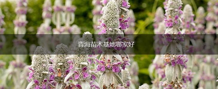 青海苗木基地哪家好,第1张
