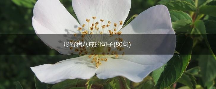 形容猪八戒的句子(80句),第1张