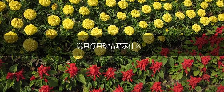 说且行且珍惜暗示什么,第1张