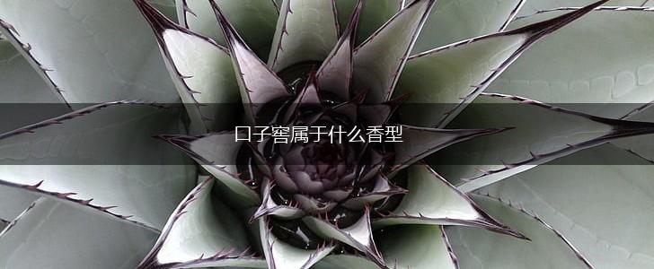 口子窖属于什么香型,第1张