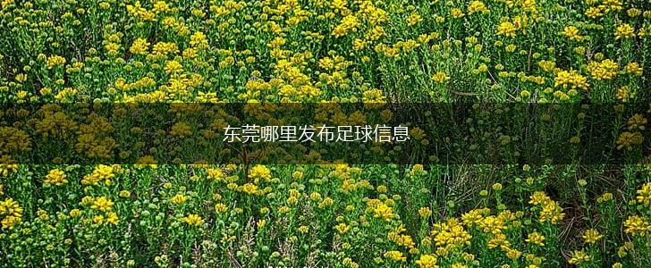 东莞哪里发布足球信息,第1张