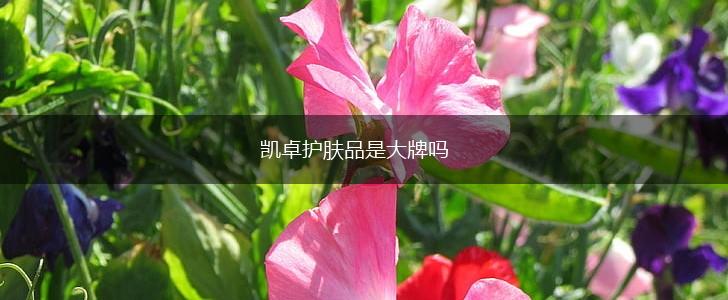 凯卓护肤品是大牌吗,第1张