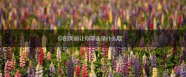 你的美丽让你带走是什么歌,第1张