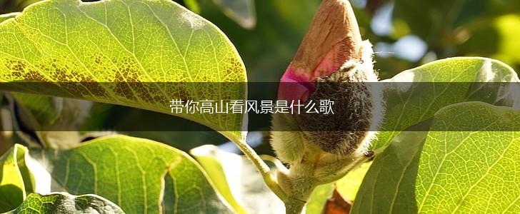 带你高山看风景是什么歌,第1张