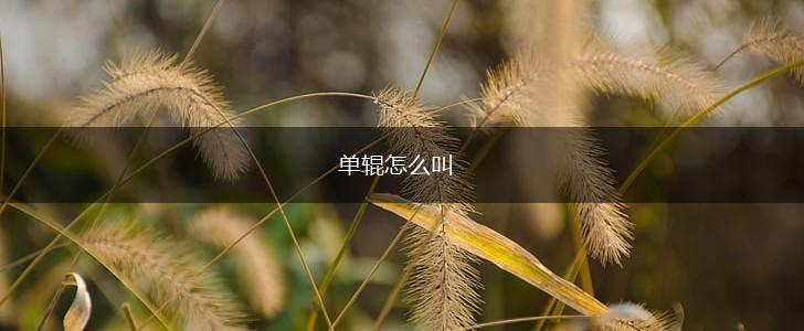 单辊怎么叫,第1张