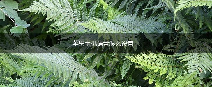 苹果手机语音怎么设置,第1张