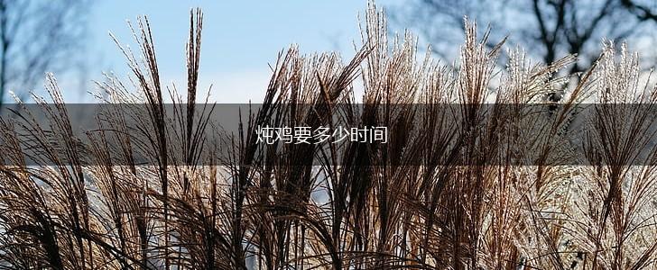 炖鸡要多少时间,第1张