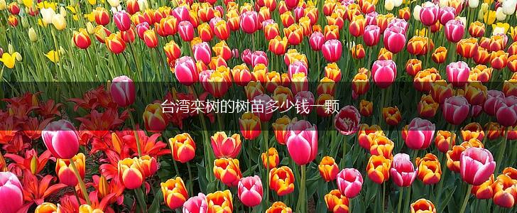 台湾栾树的树苗多少钱一颗,第1张